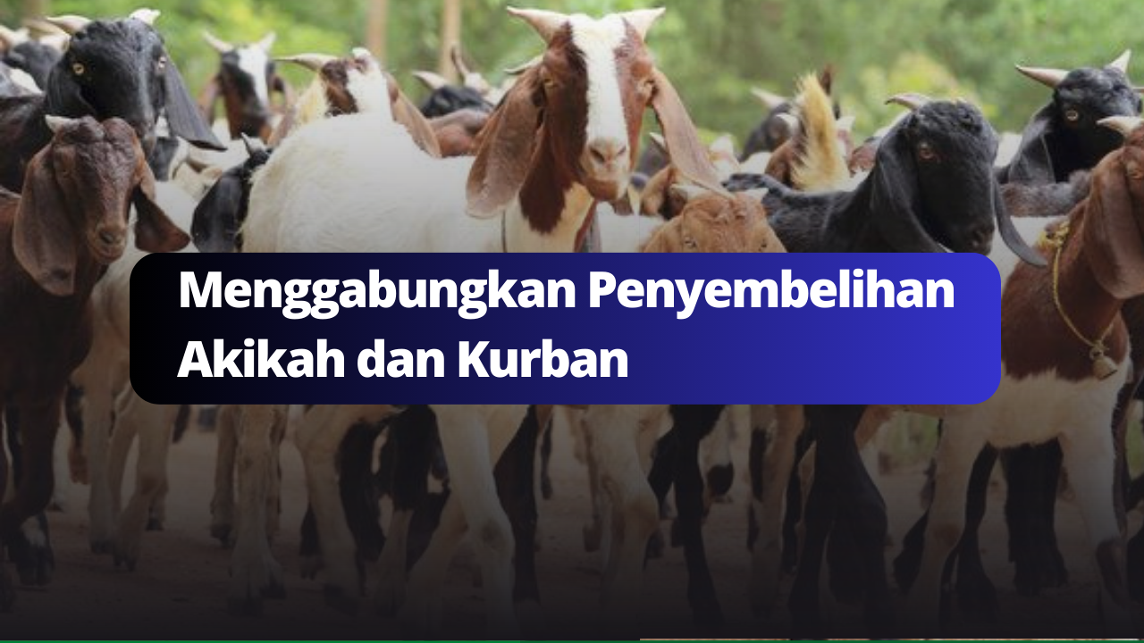 Menggabungkan Penyembelihan Akikah dan Kurban