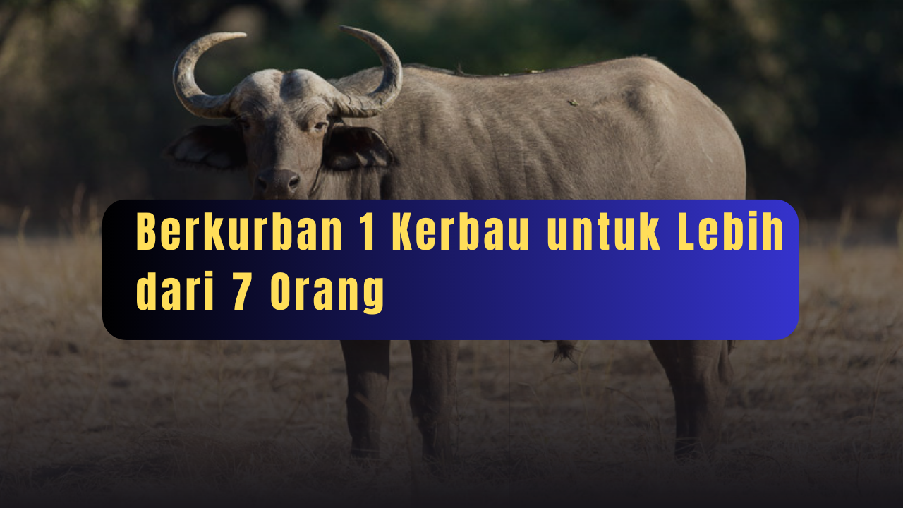 Berkurban 1 Kerbau untuk Lebih dari 7 Orang